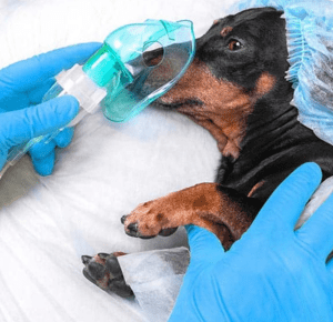Understanding Dysphoria in Dogs After Surgery