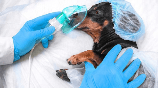 Understanding Dysphoria in Dogs After Surgery - The Wellness Wow